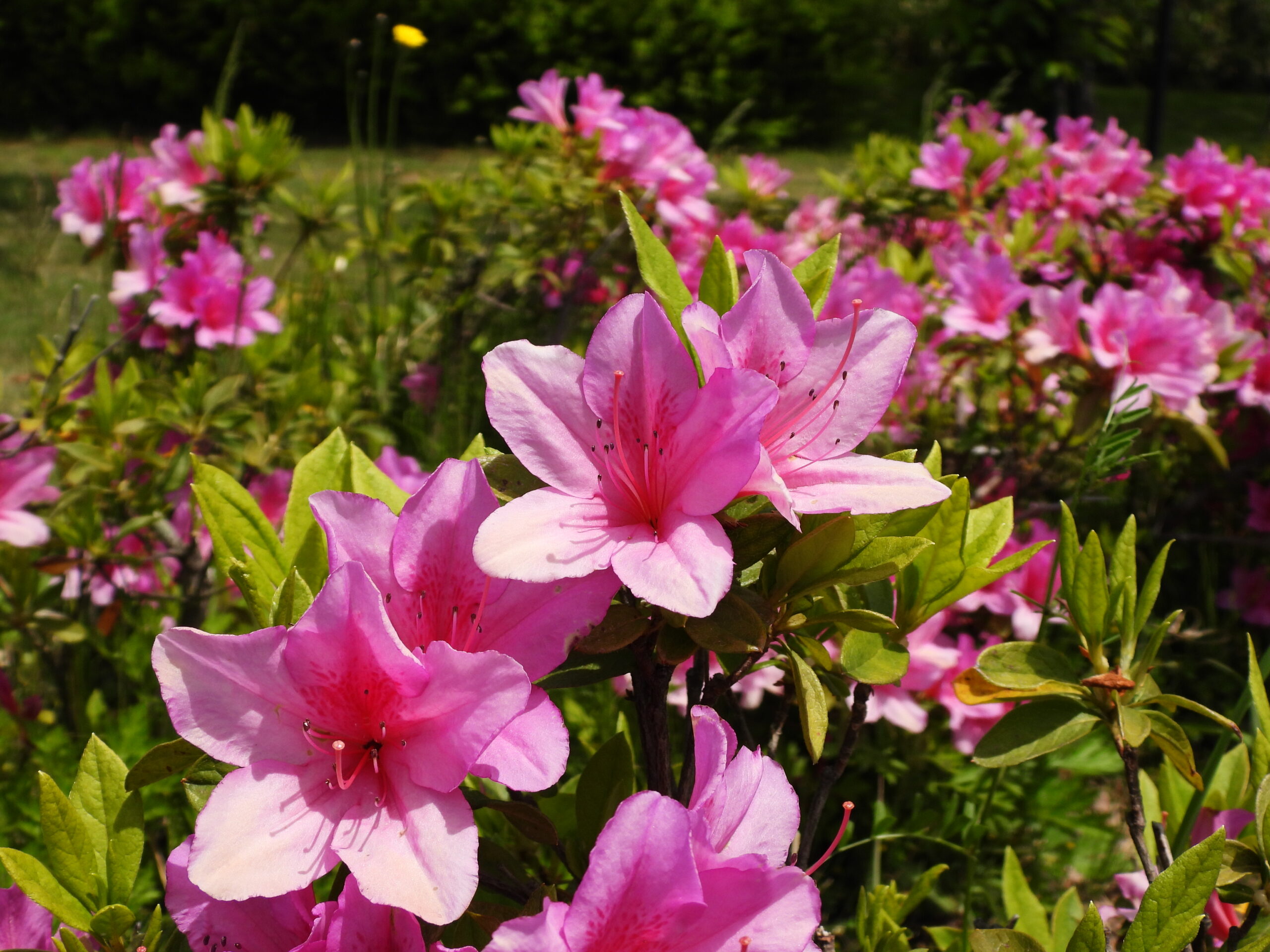 ツツジの花 NIKON Coolpix P1000