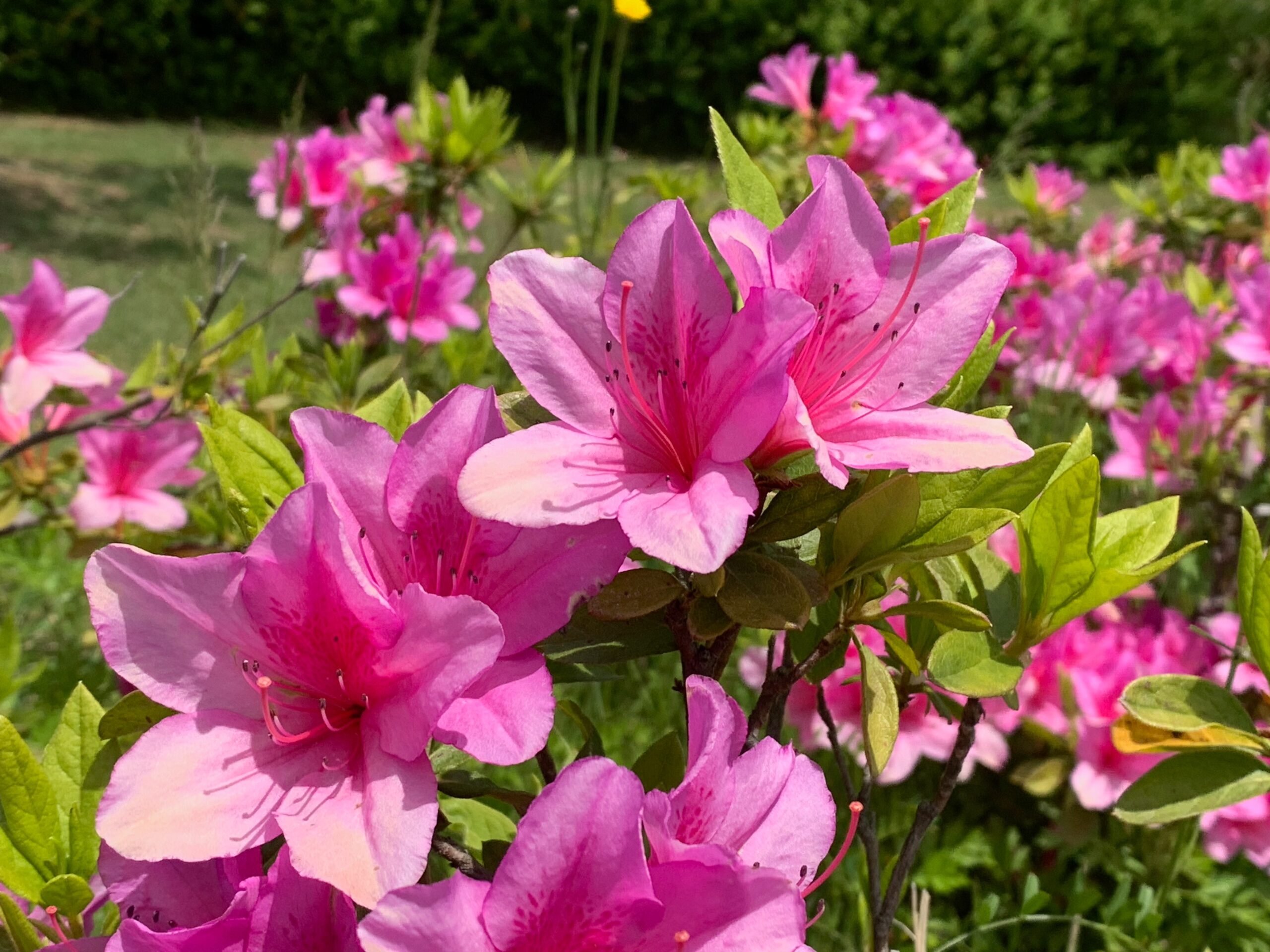 ツツジの花 iPhone X