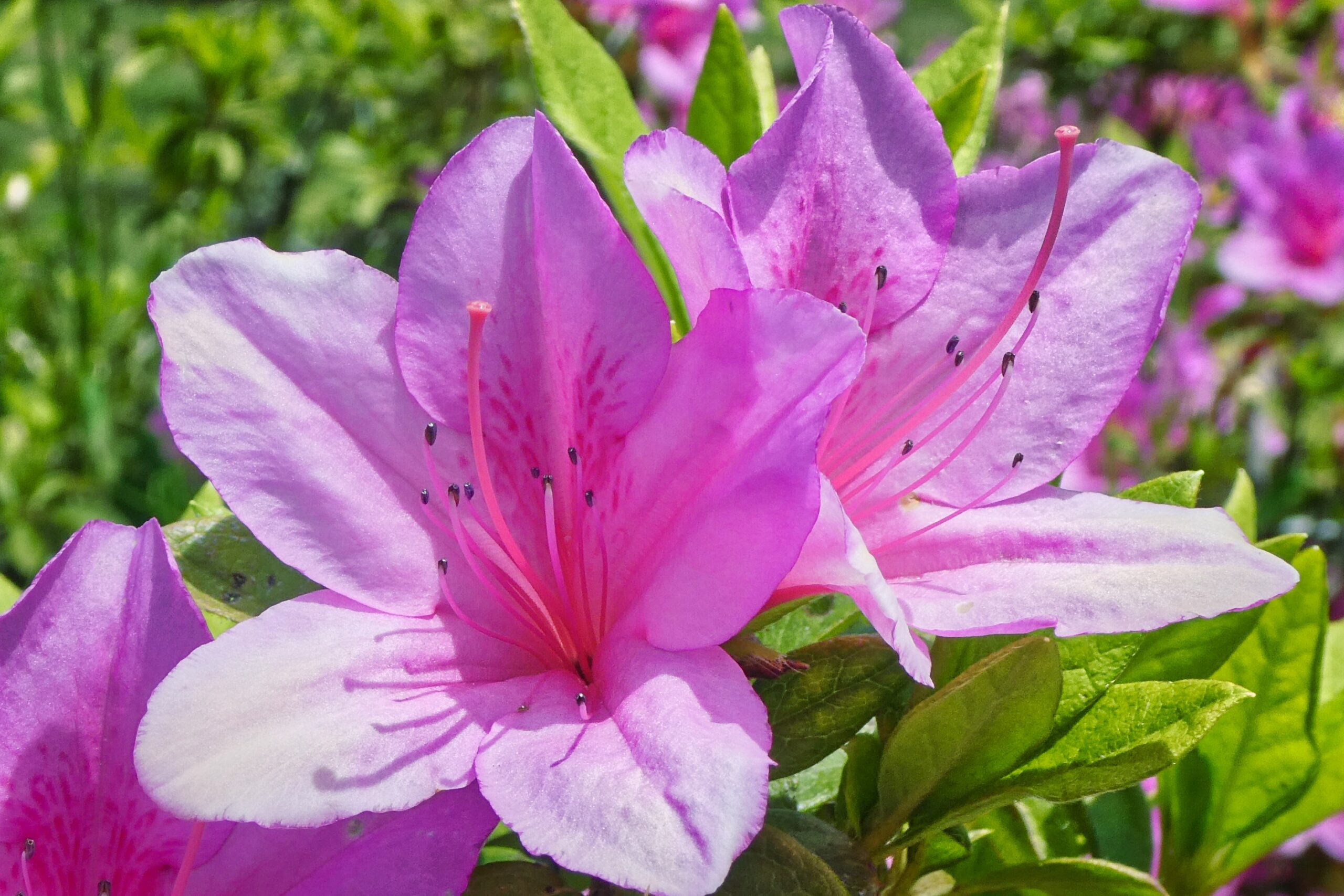 Panasonic Lumix TZ95