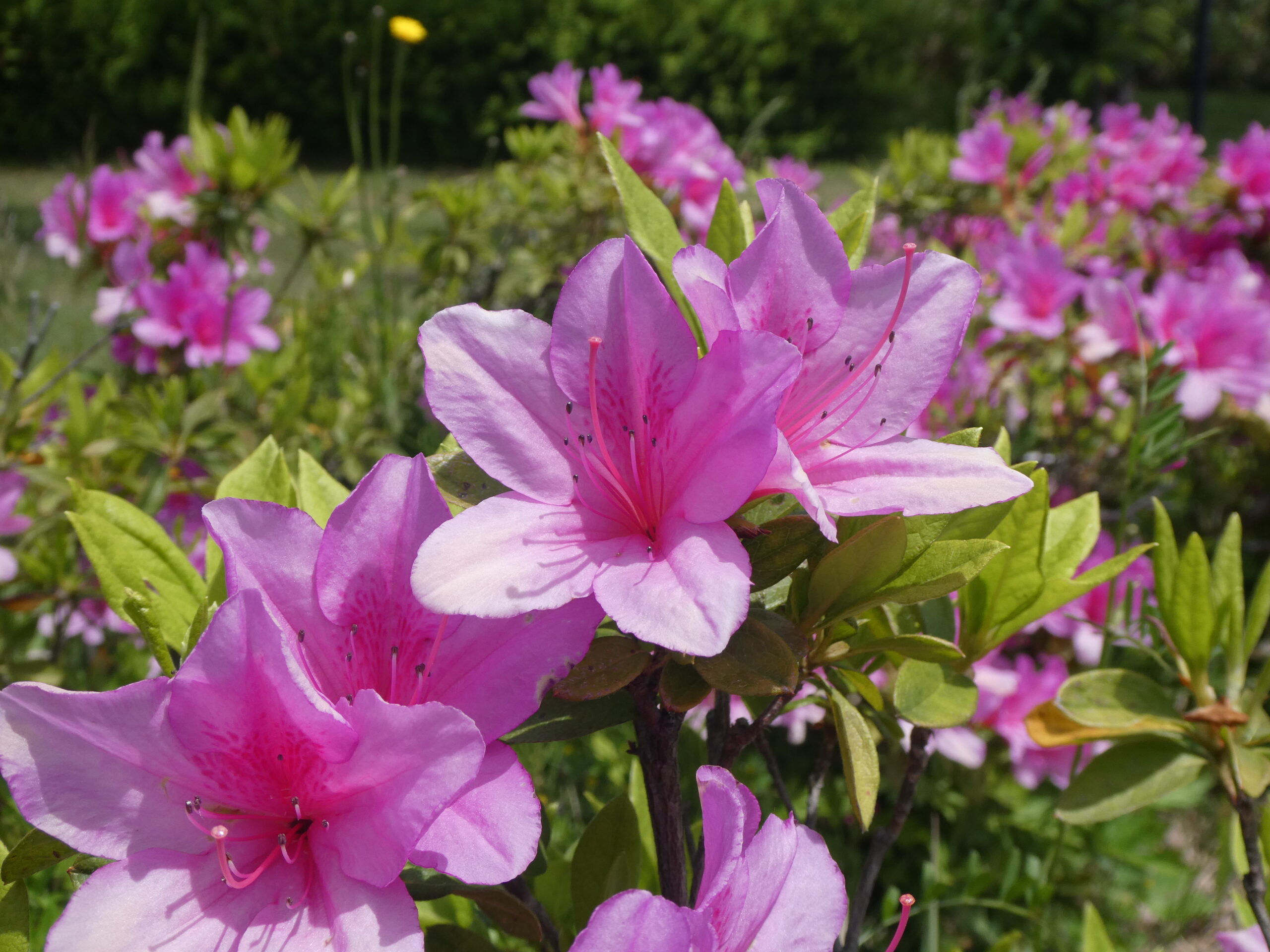 ツツジの花 Panasonic Lumix TZ95
