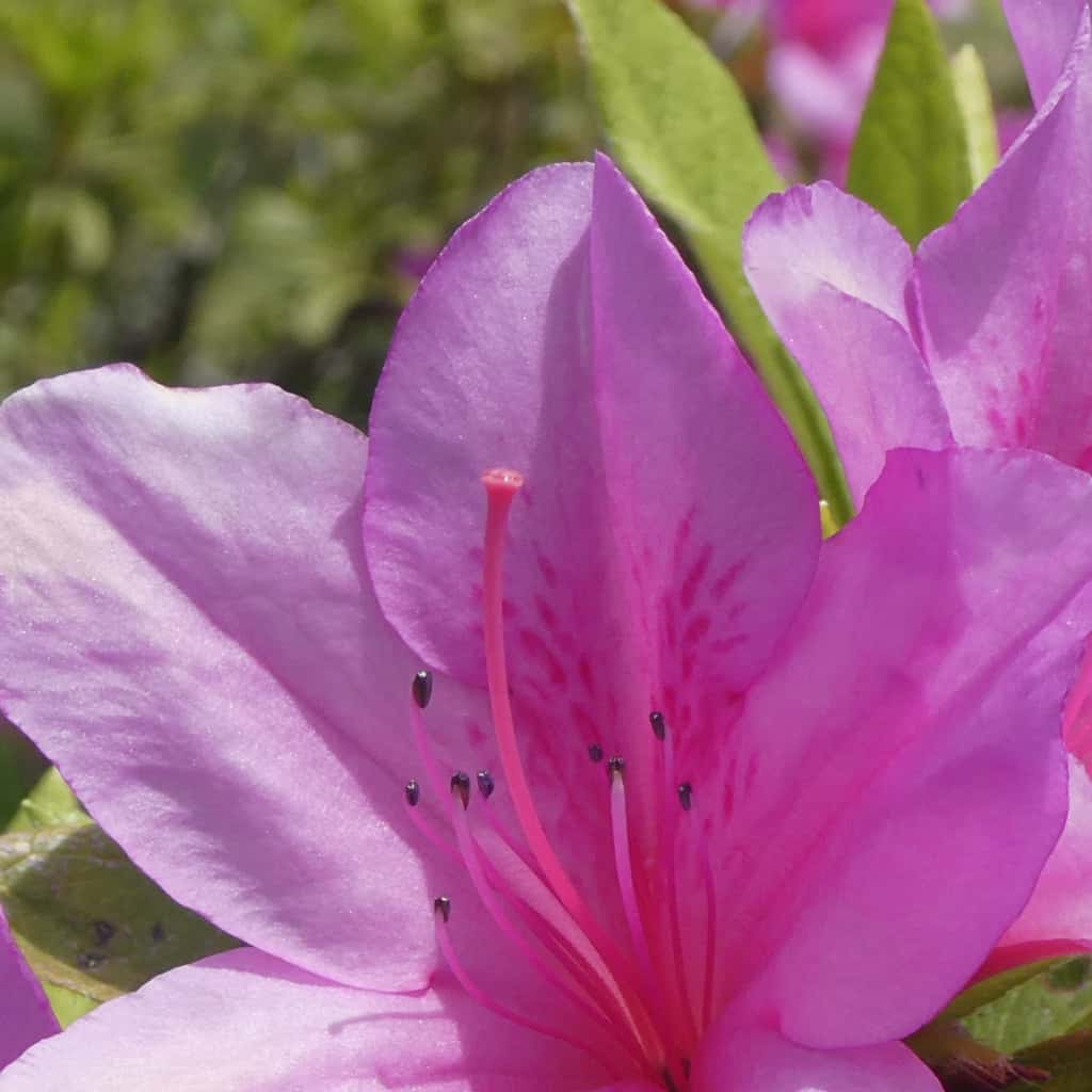 Panasonic Lumix TZ95