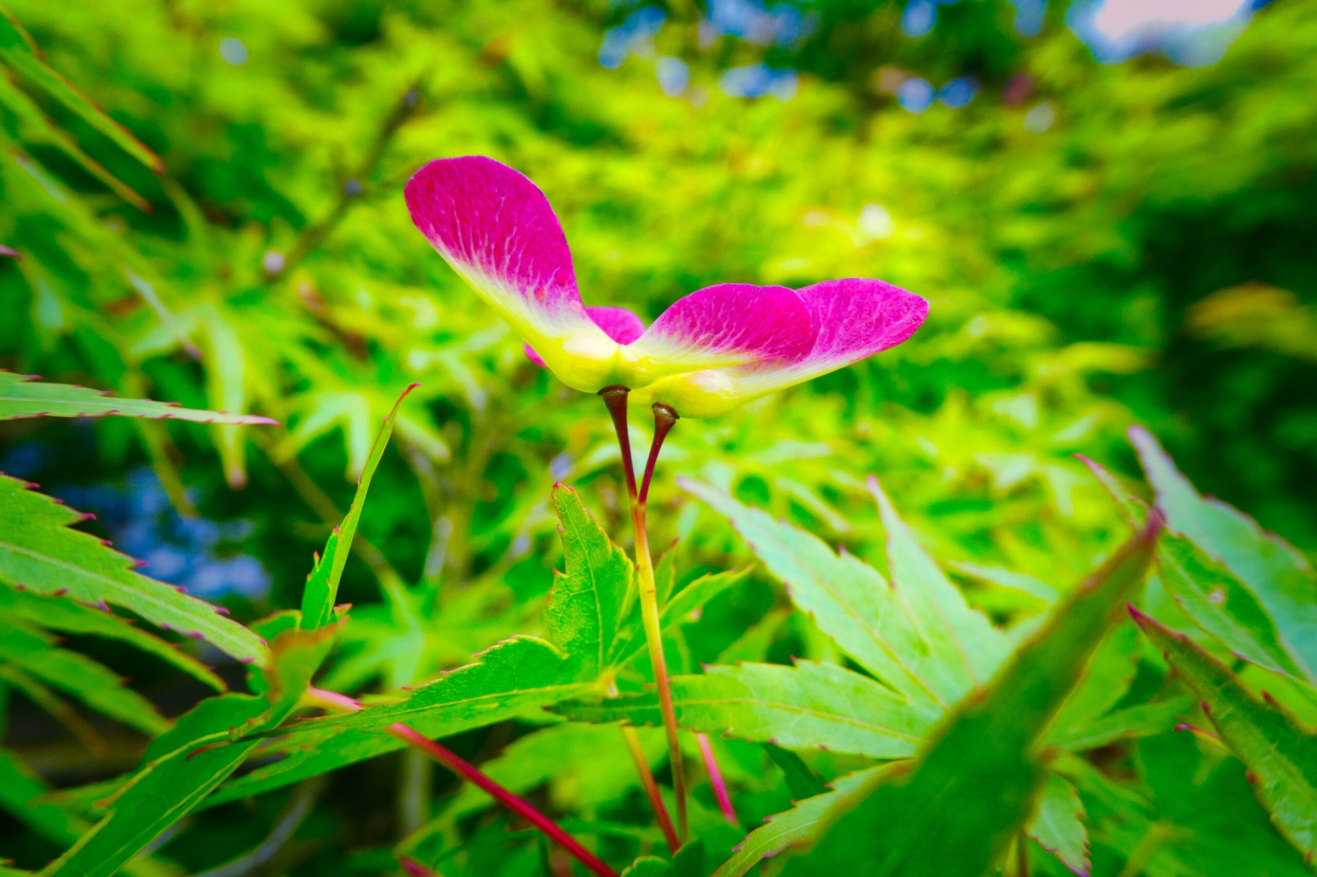 いろはもみじの新芽 ( 実 ) Panasonic LUMIX -TZ95