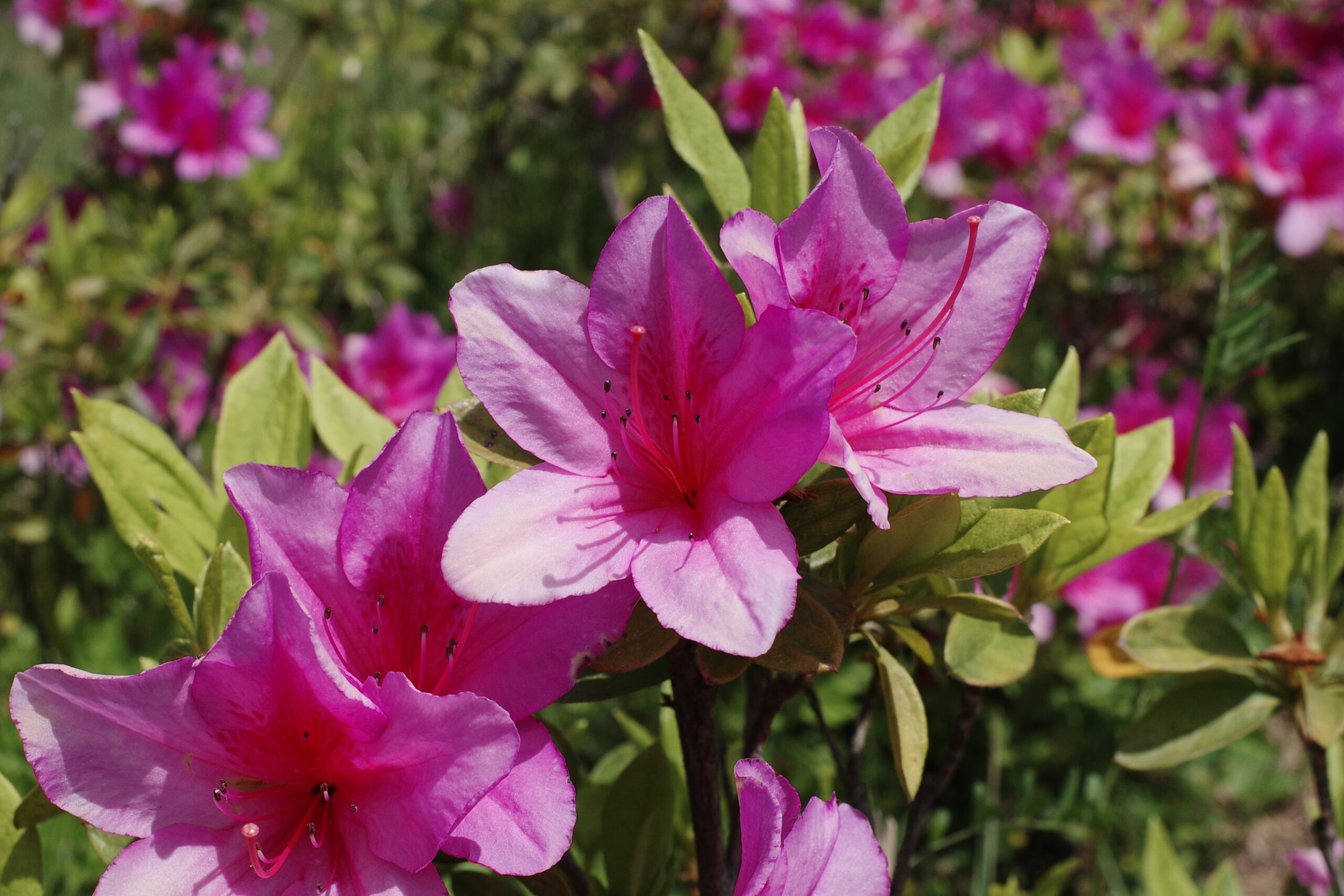 ツツジの花 RICOH GR3