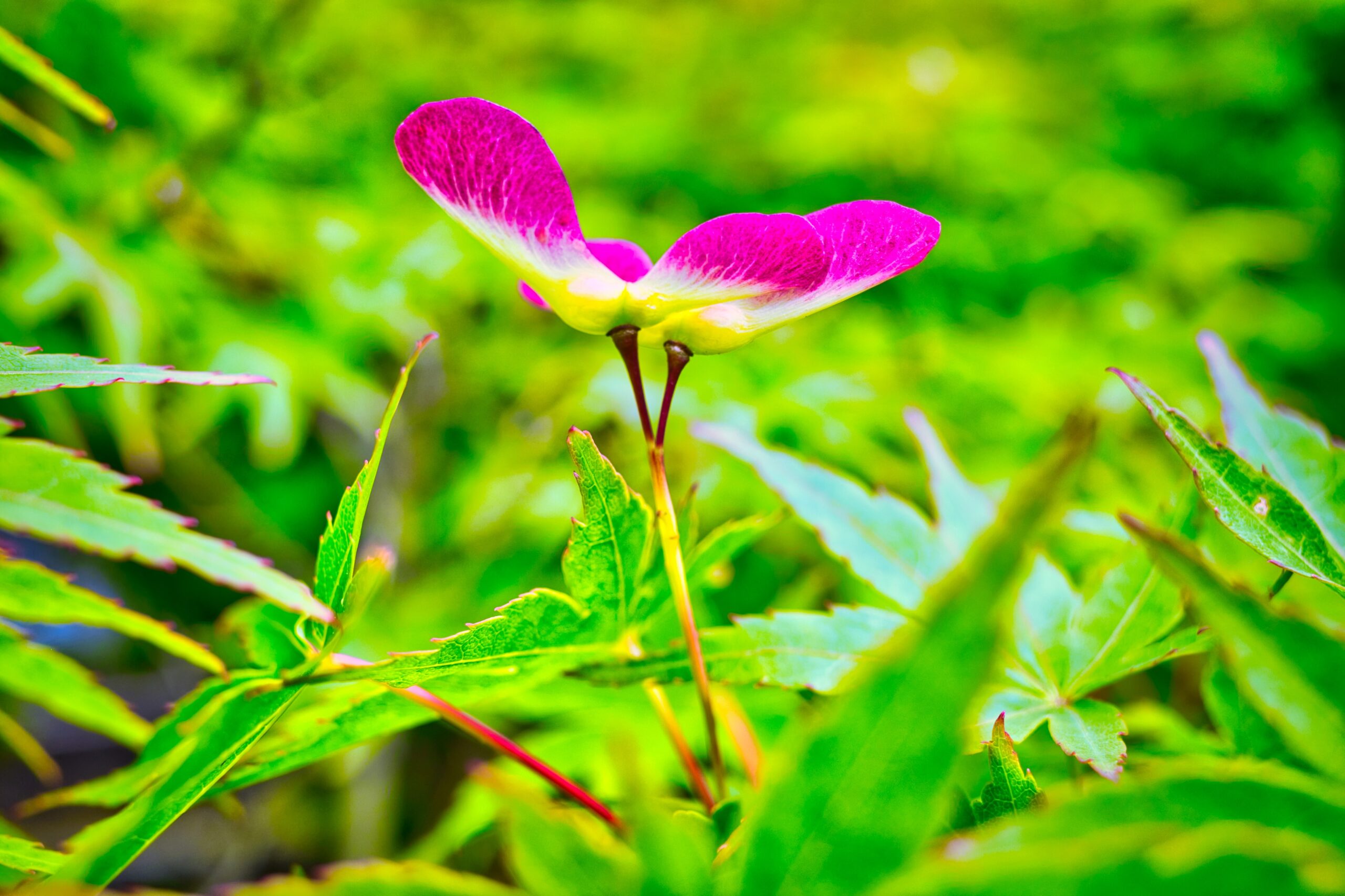 いろはもみじの新芽 ( 実 ) RICOH GR III