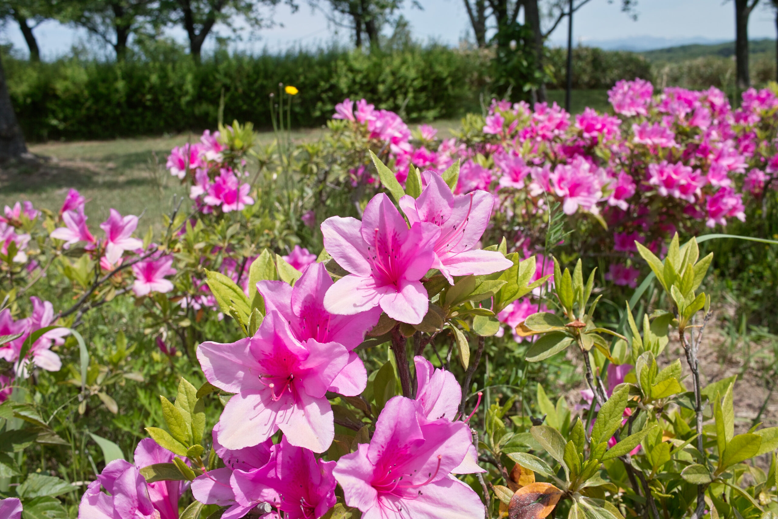 ツツジの花 SIGMA DP1