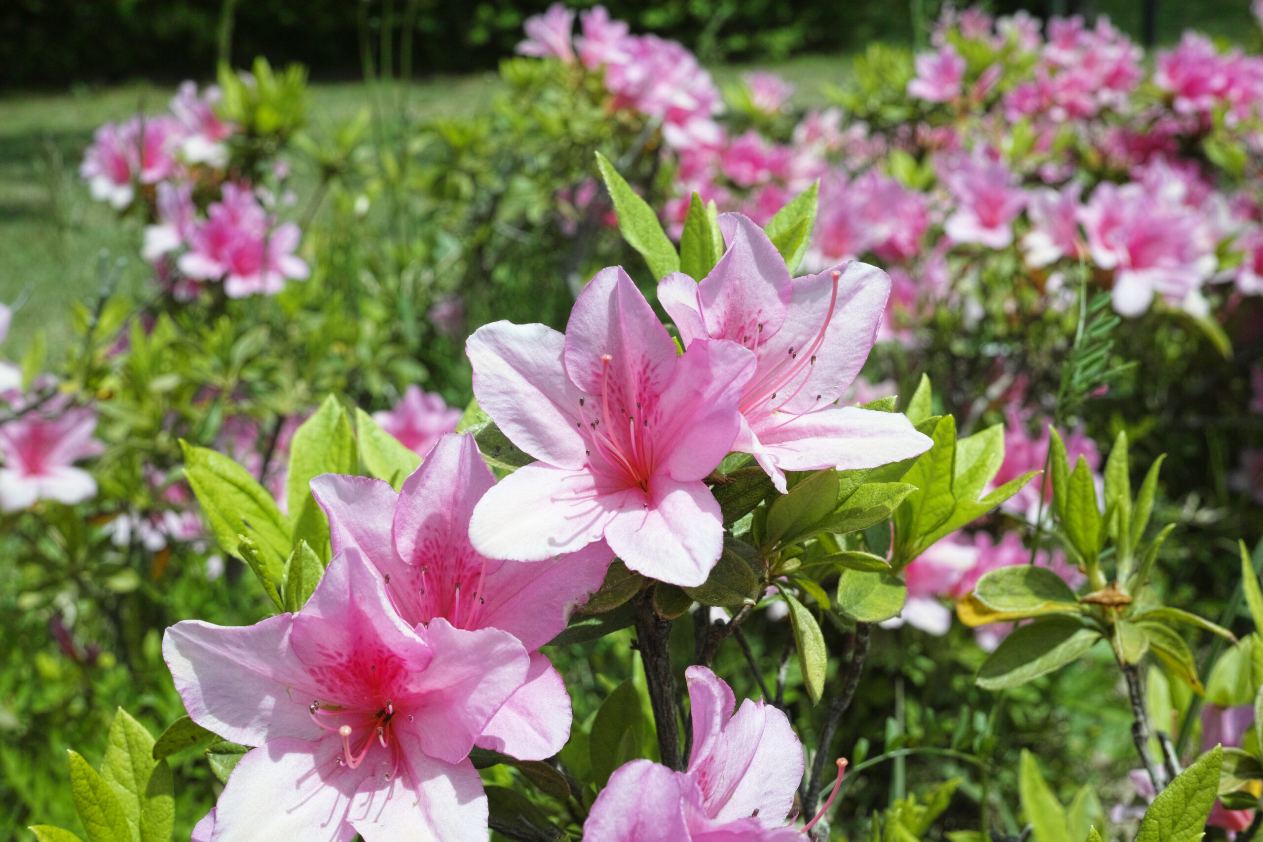 ツツジの花 SIGMA DP2Merrill