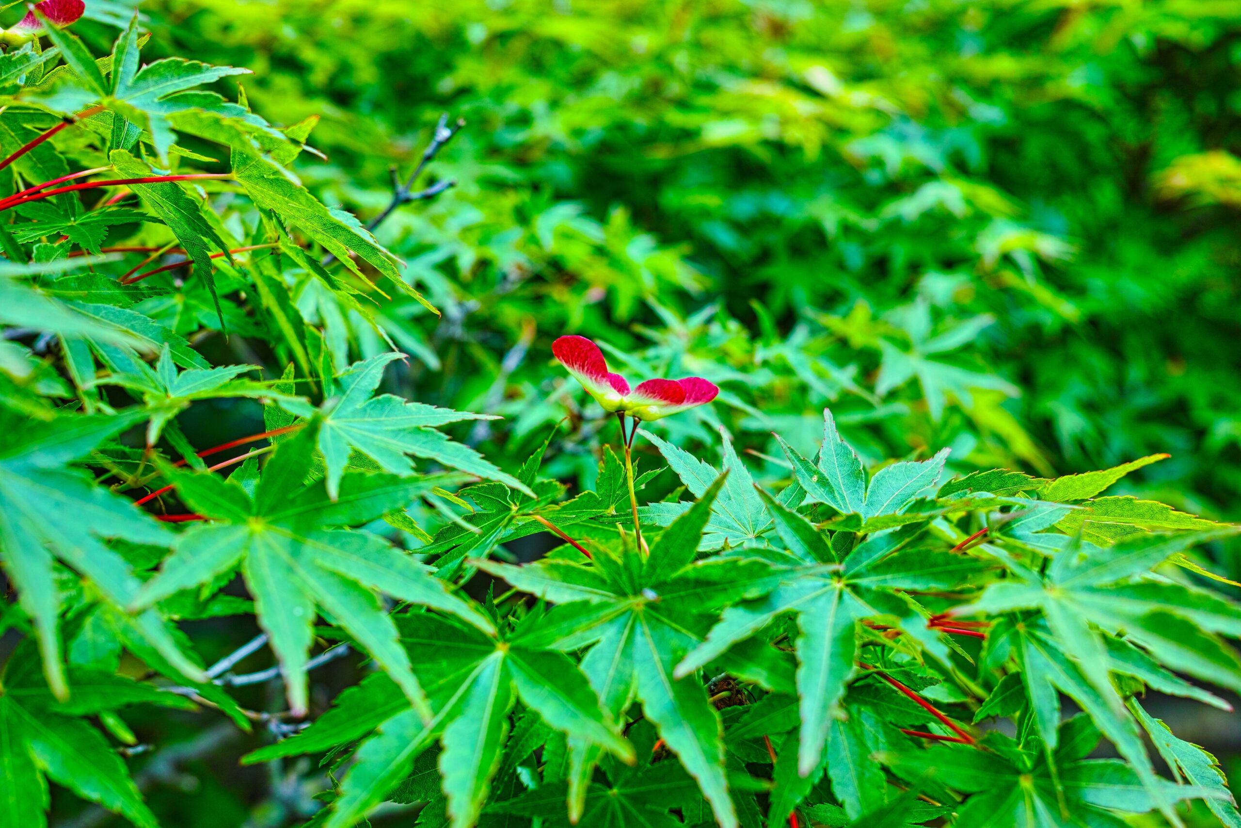 もみじの新芽 ( 実 )の撮影