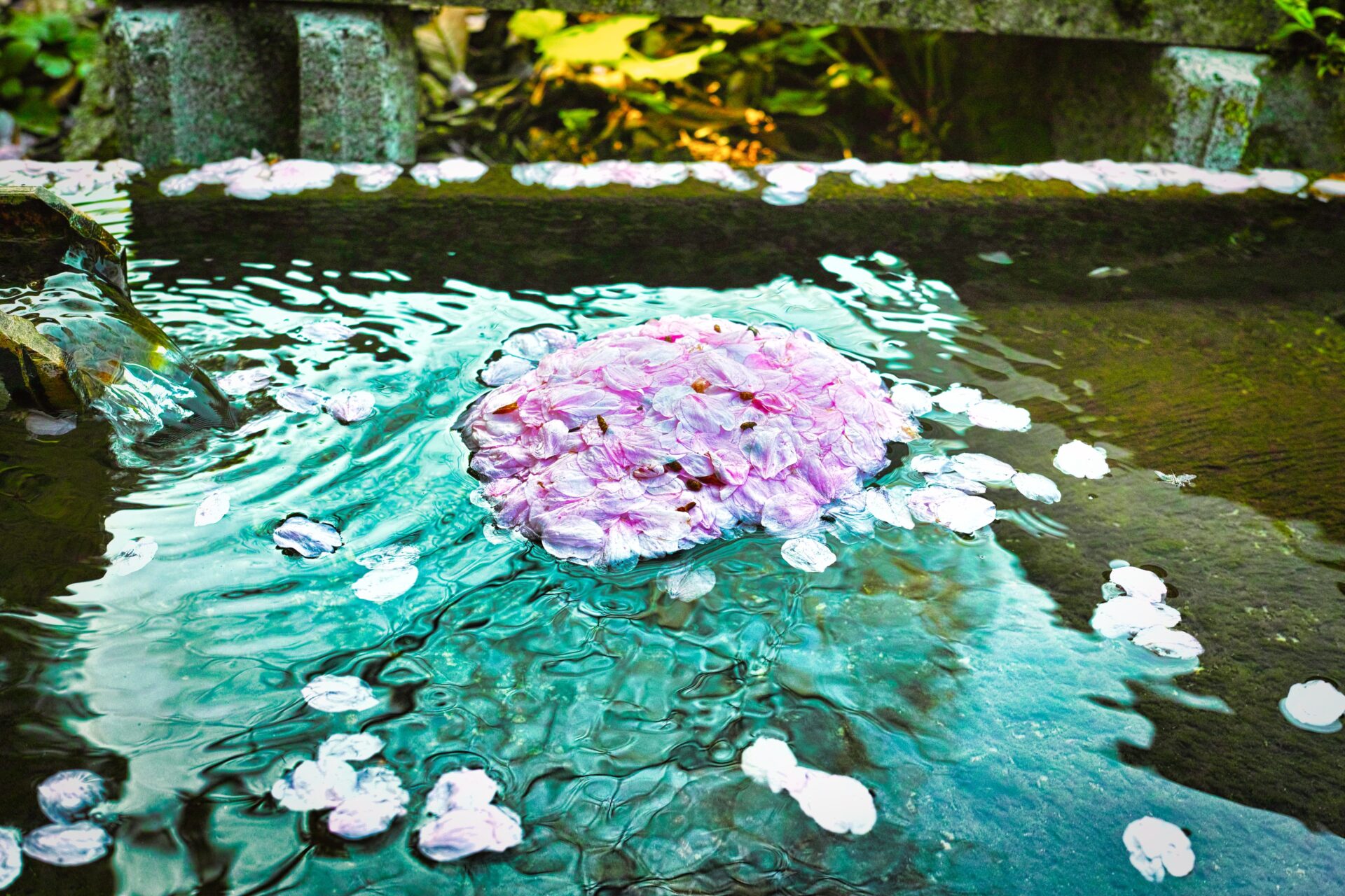 水路の桜の花びら