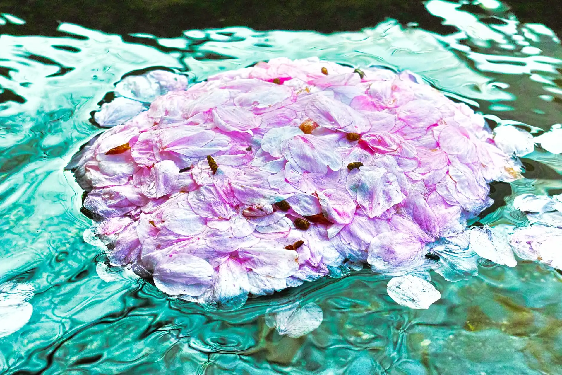 水路の桜の花びら