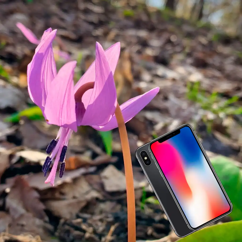 Gallery iPhone10